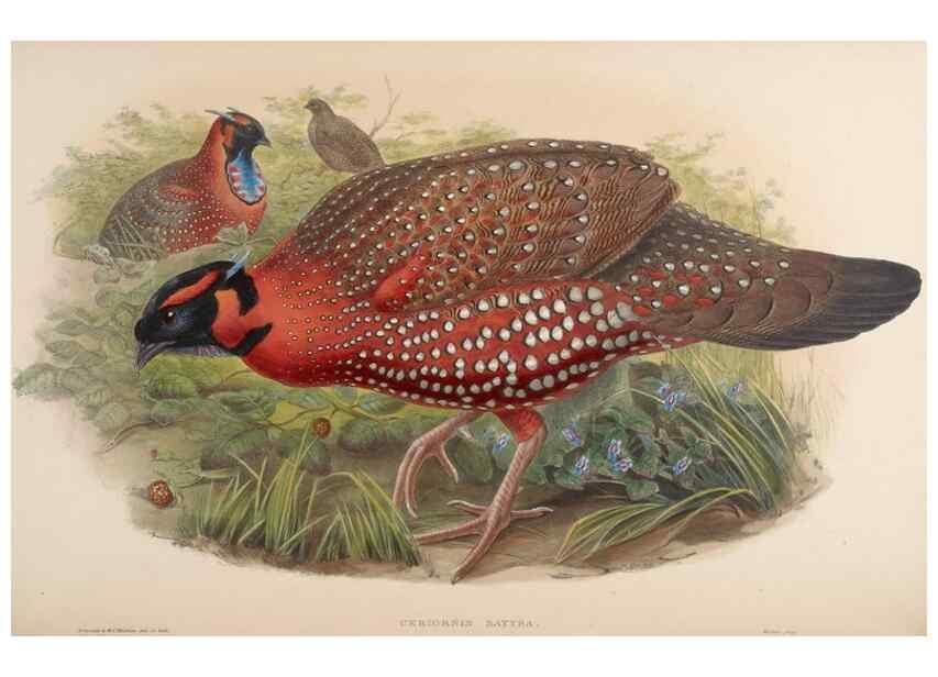 Reproducción/Reproduction 48630935692: Birds of Asia / by John Gould.. London :Printed by Taylor and Francis, pub. by the author,1850-1883.. 