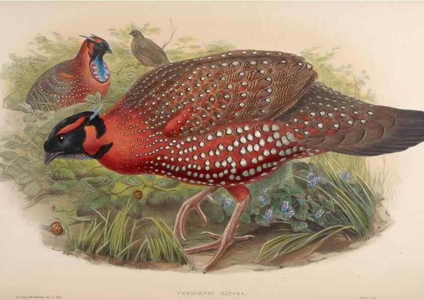 Reproducción/Reproduction 48630935692: Birds of Asia / by John Gould.. London :Printed by Taylor and Francis, pub. by the author,1850-1883.. 