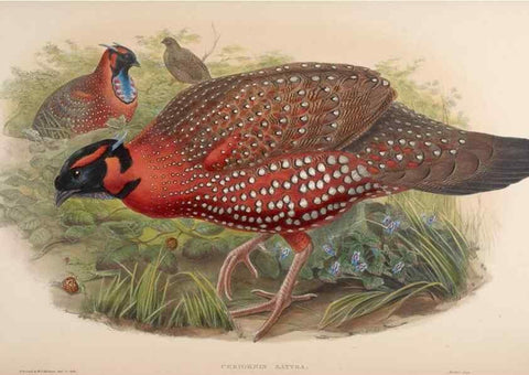 Reproducción/Reproduction 48630935692: Birds of Asia / by John Gould.. London :Printed by Taylor and Francis, pub. by the author,1850-1883.. 