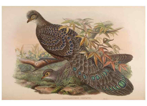 Reproducción/Reproduction 48630786791: Birds of Asia / by John Gould.. London :Printed by Taylor and Francis, pub. by the author,1850-1883.. 