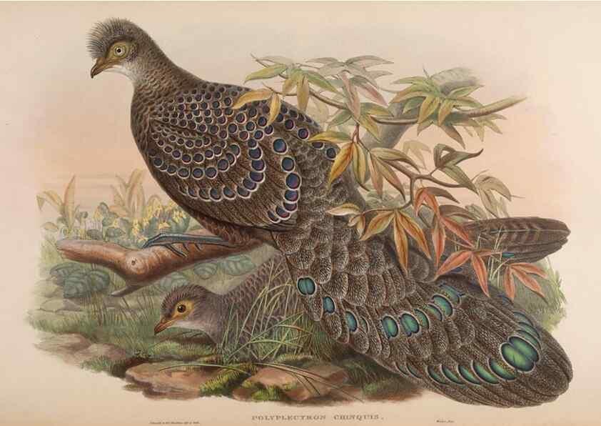 Reproducción/Reproduction 48630786791: Birds of Asia / by John Gould.. London :Printed by Taylor and Francis, pub. by the author,1850-1883.. 