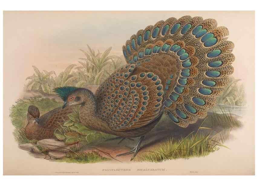 Reproducción/Reproduction 48630787471: Birds of Asia / by John Gould.. London :Printed by Taylor and Francis, pub. by the author,1850-1883.. 