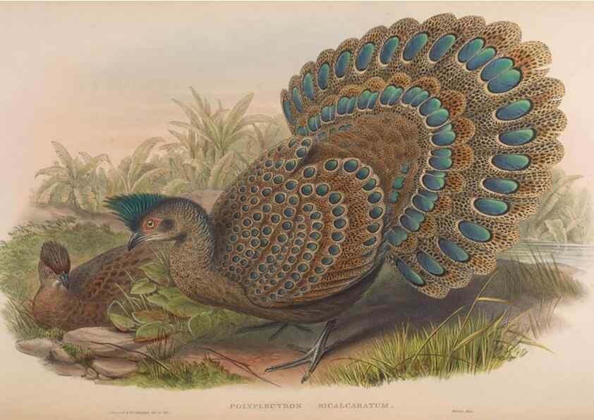 Reproducción/Reproduction 48630787471: Birds of Asia / by John Gould.. London :Printed by Taylor and Francis, pub. by the author,1850-1883.. 