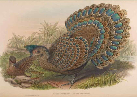 Reproducción/Reproduction 48630787471: Birds of Asia / by John Gould.. London :Printed by Taylor and Francis, pub. by the author,1850-1883.. 
