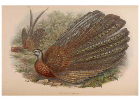 Reproducción/Reproduction 48630433553: Birds of Asia / by John Gould.. London :Printed by Taylor and Francis, pub. by the author,1850-1883.. 