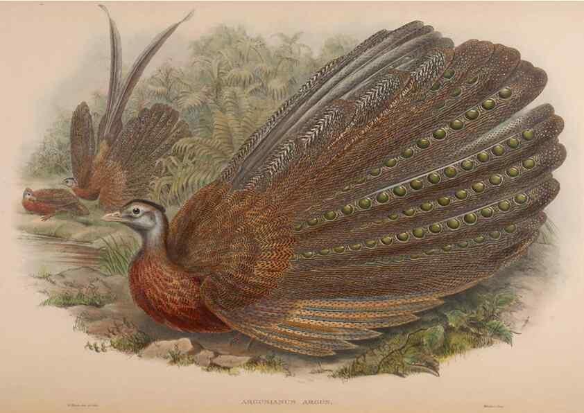Reproducción/Reproduction 48630433553: Birds of Asia / by John Gould.. London :Printed by Taylor and Francis, pub. by the author,1850-1883.. 