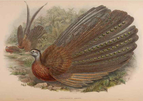 Reproducción/Reproduction 48630433553: Birds of Asia / by John Gould.. London :Printed by Taylor and Francis, pub. by the author,1850-1883.. 