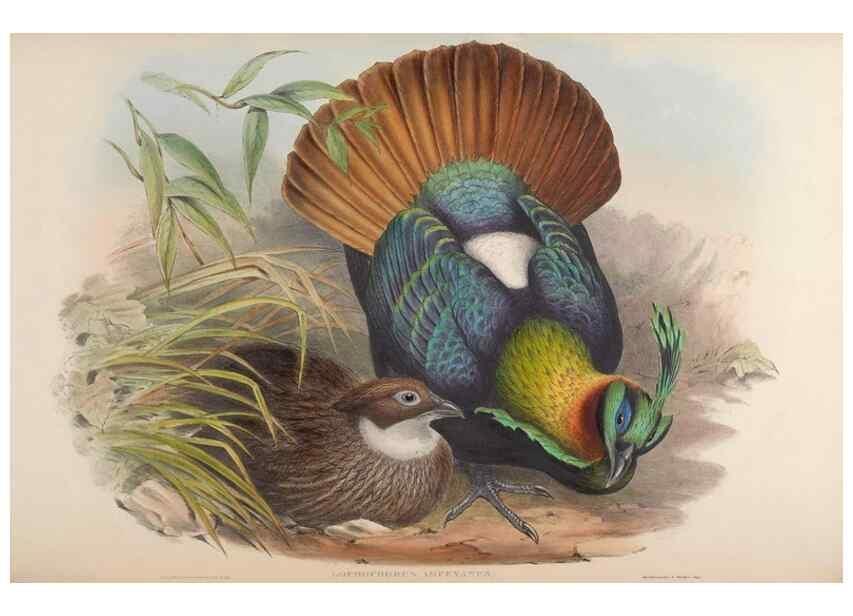 Reproducción/Reproduction 48630788476: Birds of Asia / by John Gould.. London :Printed by Taylor and Francis, pub. by the author,1850-1883.. 