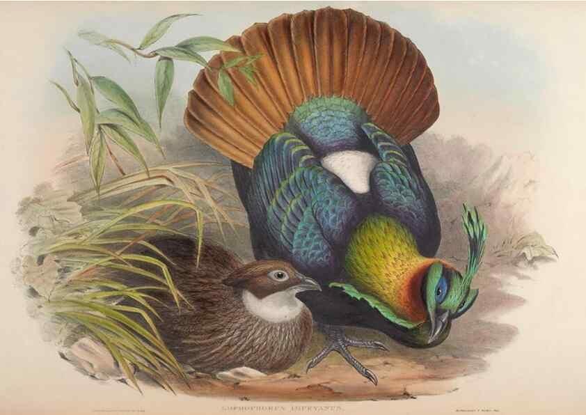 Reproducción/Reproduction 48630788476: Birds of Asia / by John Gould.. London :Printed by Taylor and Francis, pub. by the author,1850-1883.. 