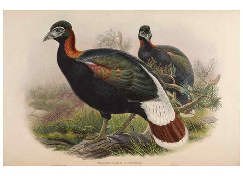 Reproducción/Reproduction 48630435128: Birds of Asia / by John Gould.. London :Printed by Taylor and Francis, pub. by the author,1850-1883.. 
