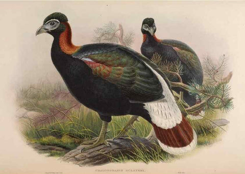 Reproducción/Reproduction 48630435128: Birds of Asia / by John Gould.. London :Printed by Taylor and Francis, pub. by the author,1850-1883.. 