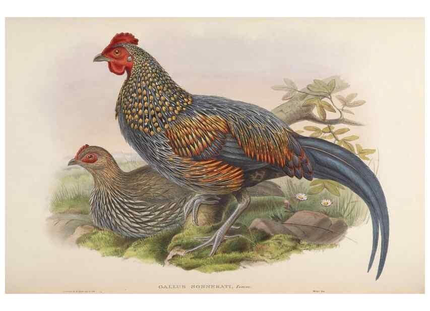 Reproducción/Reproduction 48630939347: Birds of Asia / by John Gould.. London :Printed by Taylor and Francis, pub. by the author,1850-1883.. 