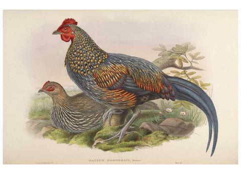Reproducción/Reproduction 48630939347: Birds of Asia / by John Gould.. London :Printed by Taylor and Francis, pub. by the author,1850-1883.. 