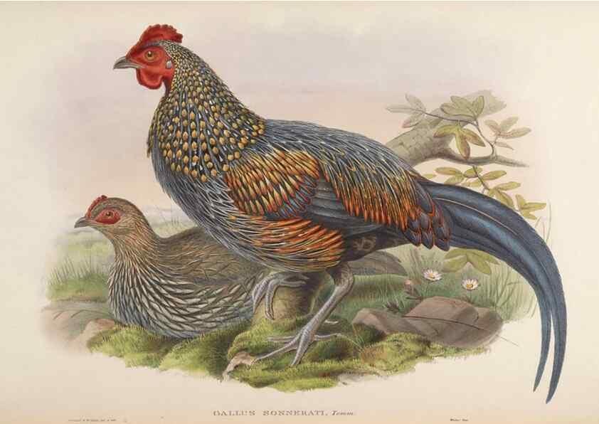 Reproducción/Reproduction 48630939347: Birds of Asia / by John Gould.. London :Printed by Taylor and Francis, pub. by the author,1850-1883.. 