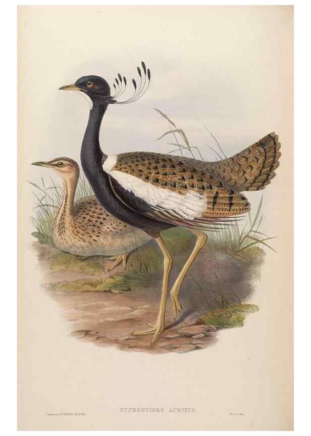Reproducción/Reproduction 48630790766: Birds of Asia / by John Gould.. London :Printed by Taylor and Francis, pub. by the author,1850-1883.. 