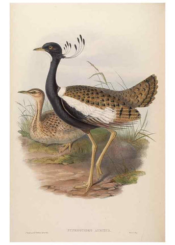 Reproducción/Reproduction 48630790766: Birds of Asia / by John Gould.. London :Printed by Taylor and Francis, pub. by the author,1850-1883.. 