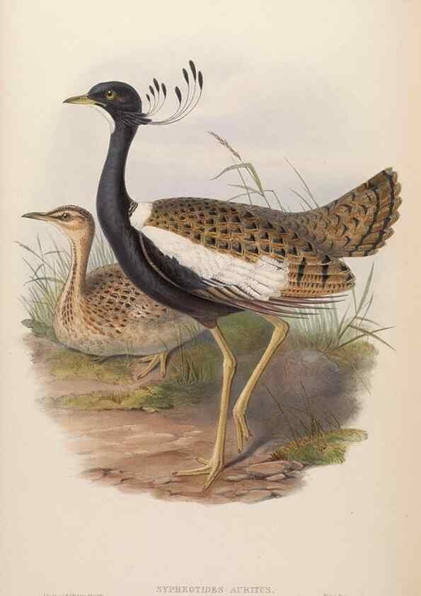 Reproducción/Reproduction 48630790766: Birds of Asia / by John Gould.. London :Printed by Taylor and Francis, pub. by the author,1850-1883.. 