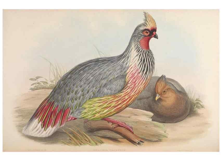 Reproducción/Reproduction 48630932882: Birds of Asia / by John Gould.. London :Printed by Taylor and Francis, pub. by the author,1850-1883.. 