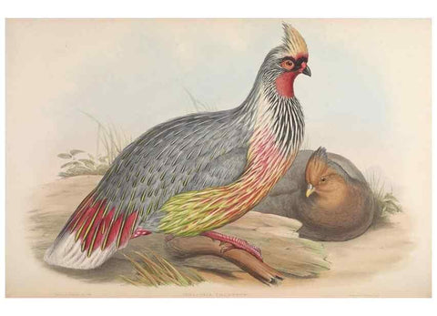 Reproducción/Reproduction 48630932882: Birds of Asia / by John Gould.. London :Printed by Taylor and Francis, pub. by the author,1850-1883.. 