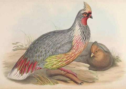 Reproducción/Reproduction 48630932882: Birds of Asia / by John Gould.. London :Printed by Taylor and Francis, pub. by the author,1850-1883.. 