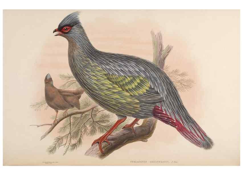 Reproducción/Reproduction 48630428713: Birds of Asia / by John Gould.. London :Printed by Taylor and Francis, pub. by the author,1850-1883.. 