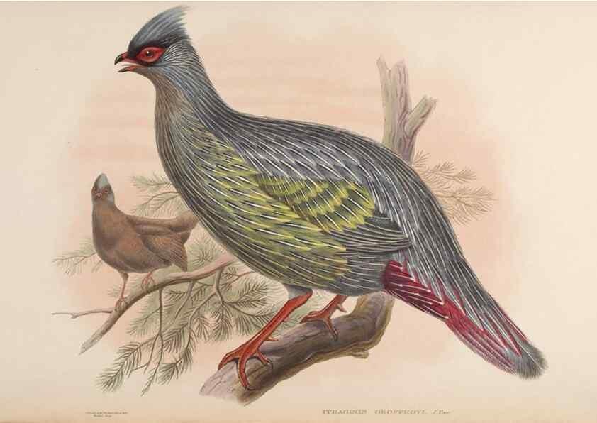 Reproducción/Reproduction 48630428713: Birds of Asia / by John Gould.. London :Printed by Taylor and Francis, pub. by the author,1850-1883.. 