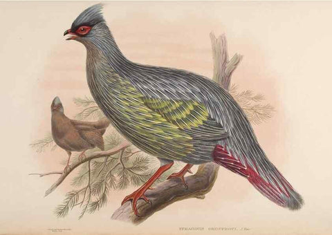 Reproducción/Reproduction 48630428713: Birds of Asia / by John Gould.. London :Printed by Taylor and Francis, pub. by the author,1850-1883.. 