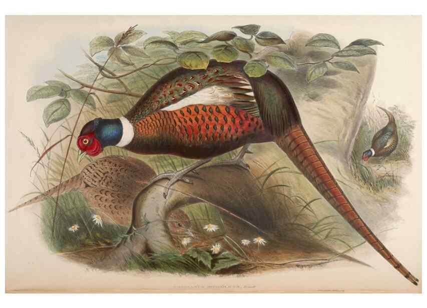 Reproducción/Reproduction 48630782476: Birds of Asia / by John Gould.. London :Printed by Taylor and Francis, pub. by the author,1850-1883.. 