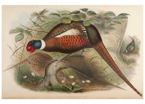 Reproducción/Reproduction 48630782476: Birds of Asia / by John Gould.. London :Printed by Taylor and Francis, pub. by the author,1850-1883.. 
