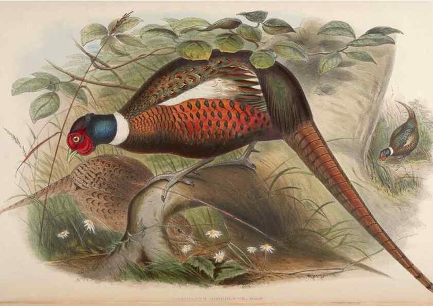 Reproducción/Reproduction 48630782476: Birds of Asia / by John Gould.. London :Printed by Taylor and Francis, pub. by the author,1850-1883.. 
