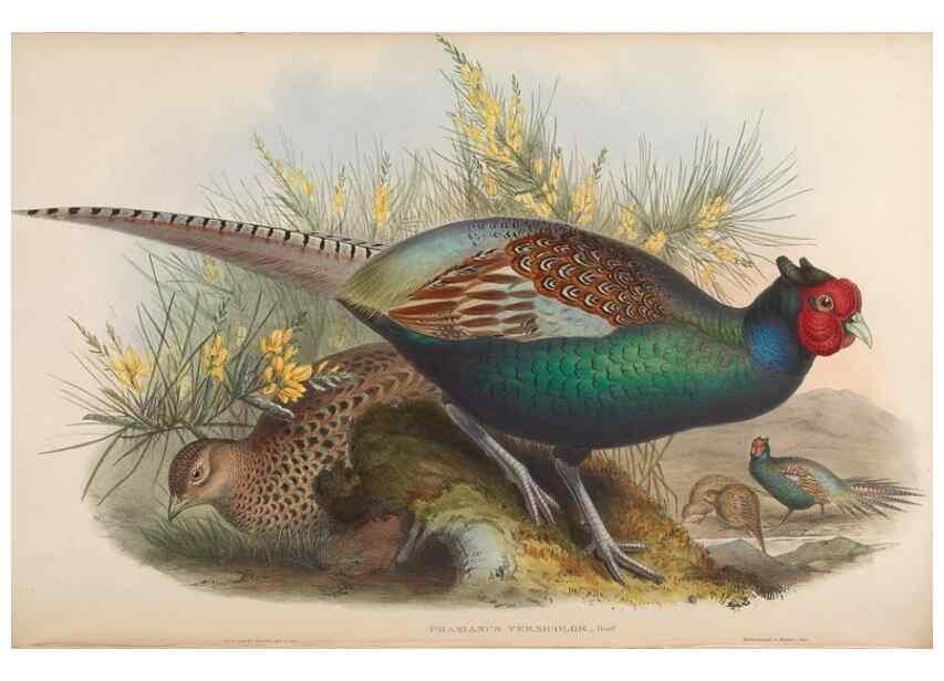 Reproducción/Reproduction 48630781941: Birds of Asia / by John Gould.. London :Printed by Taylor and Francis, pub. by the author,1850-1883.. 