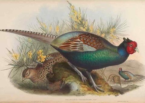 Reproducción/Reproduction 48630781941: Birds of Asia / by John Gould.. London :Printed by Taylor and Francis, pub. by the author,1850-1883.. 