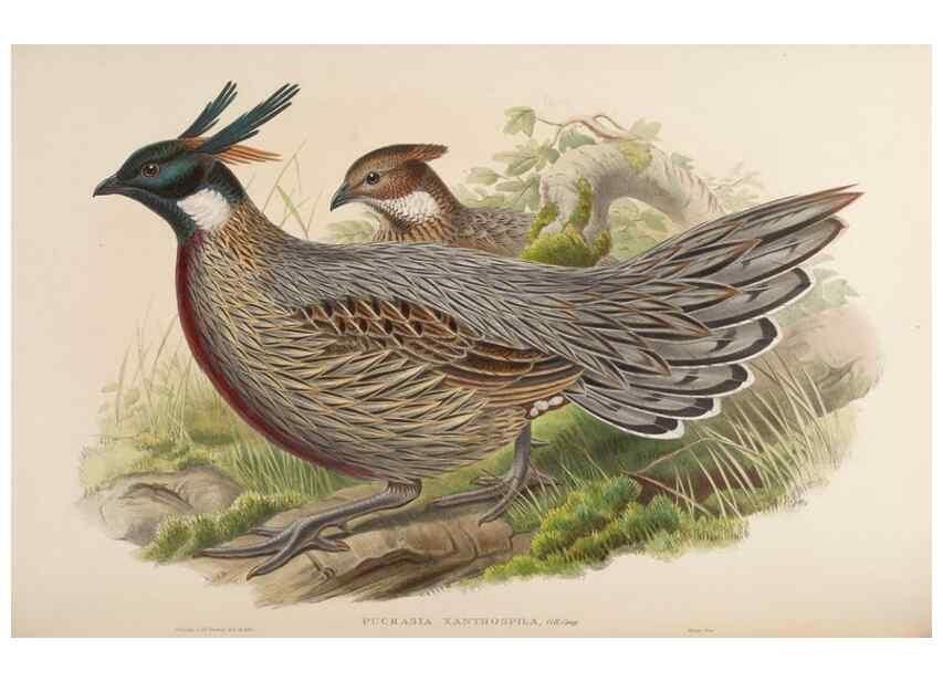 Reproducción/Reproduction 48630924287: Birds of Asia / by John Gould.. London :Printed by Taylor and Francis, pub. by the author,1850-1883.. 