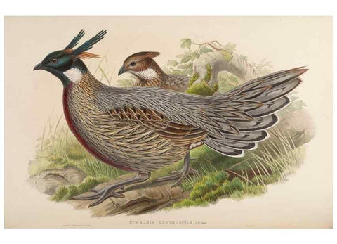 Reproducción/Reproduction 48630924287: Birds of Asia / by John Gould.. London :Printed by Taylor and Francis, pub. by the author,1850-1883.. 