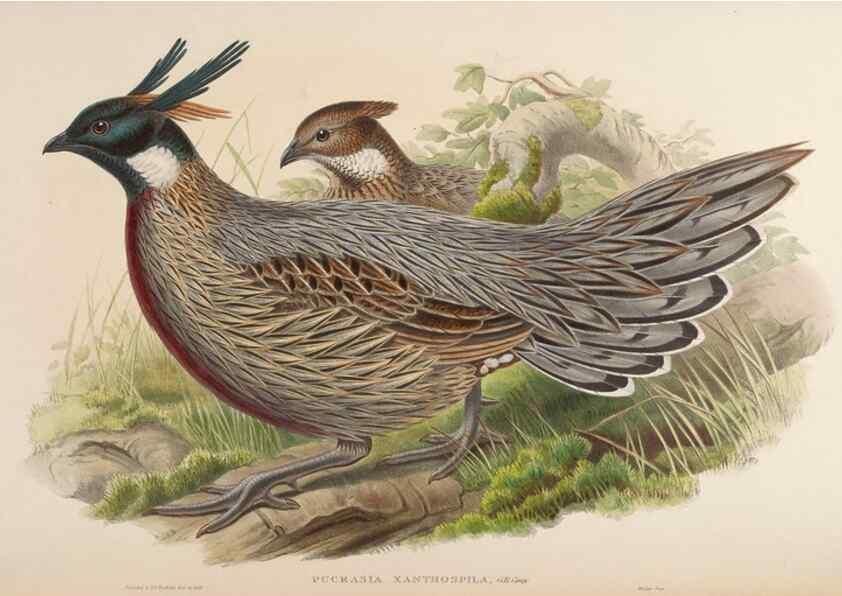 Reproducción/Reproduction 48630924287: Birds of Asia / by John Gould.. London :Printed by Taylor and Francis, pub. by the author,1850-1883.. 