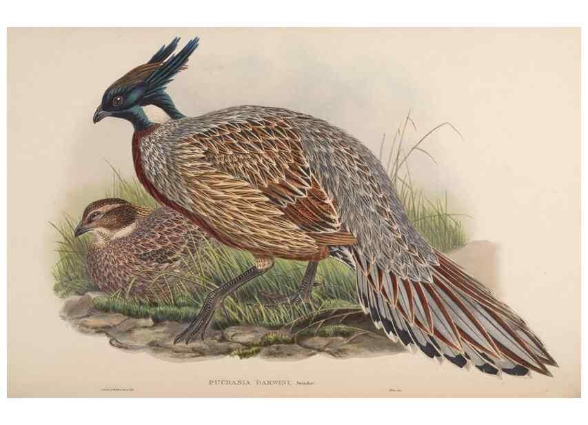 Reproducción/Reproduction 48630924902: Birds of Asia / by John Gould.. London :Printed by Taylor and Francis, pub. by the author,1850-1883.. 