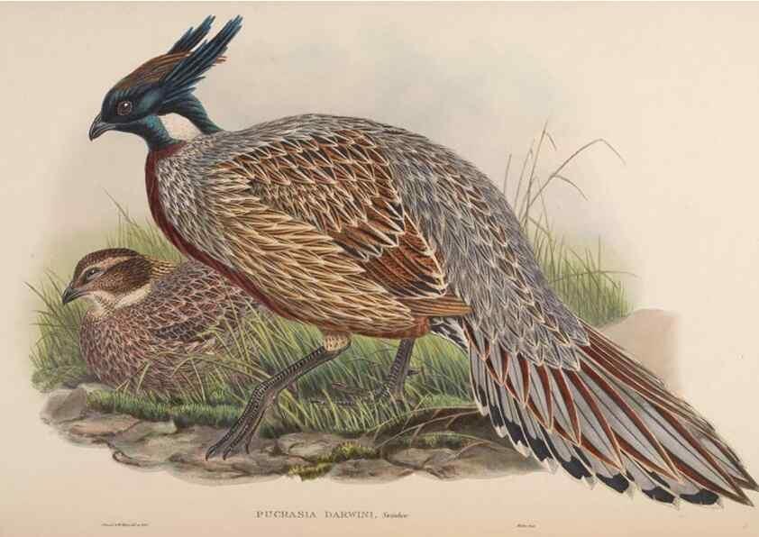Reproducción/Reproduction 48630924902: Birds of Asia / by John Gould.. London :Printed by Taylor and Francis, pub. by the author,1850-1883.. 