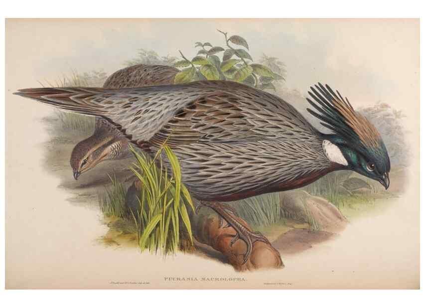 Reproducción/Reproduction 48630925352: Birds of Asia / by John Gould.. London :Printed by Taylor and Francis, pub. by the author,1850-1883.. 