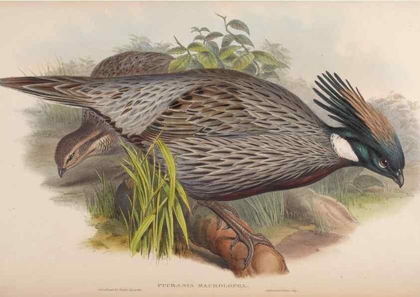 Reproducción/Reproduction 48630925352: Birds of Asia / by John Gould.. London :Printed by Taylor and Francis, pub. by the author,1850-1883.. 