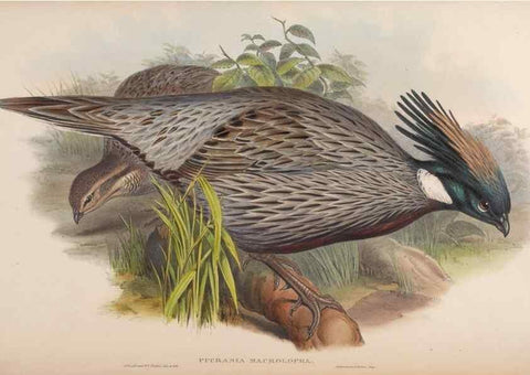 Reproducción/Reproduction 48630925352: Birds of Asia / by John Gould.. London :Printed by Taylor and Francis, pub. by the author,1850-1883.. 