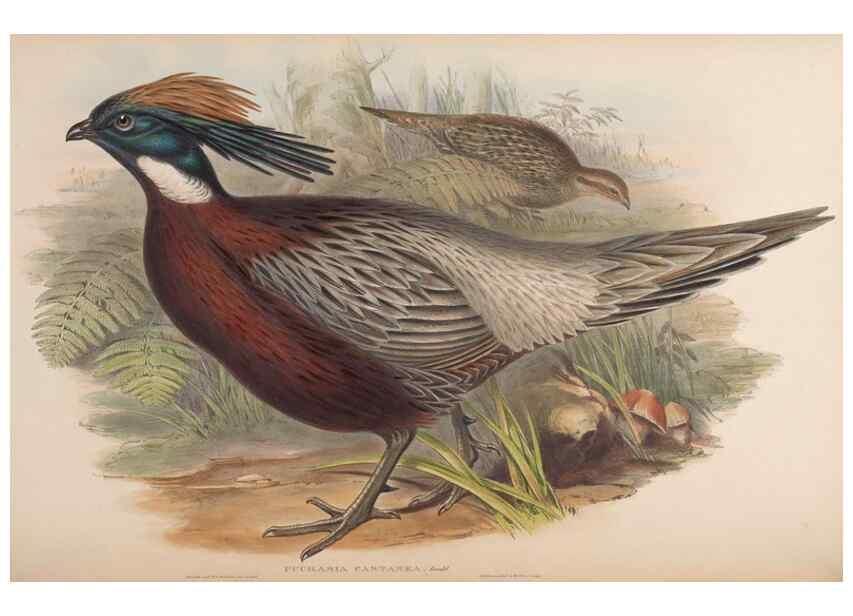 Reproducción/Reproduction 48630776116: Birds of Asia / by John Gould.. London :Printed by Taylor and Francis, pub. by the author,1850-1883.. 