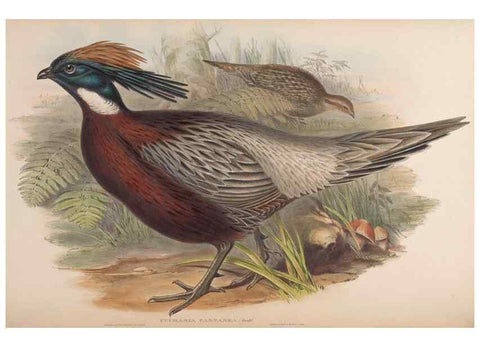 Reproducción/Reproduction 48630776116: Birds of Asia / by John Gould.. London :Printed by Taylor and Francis, pub. by the author,1850-1883.. 