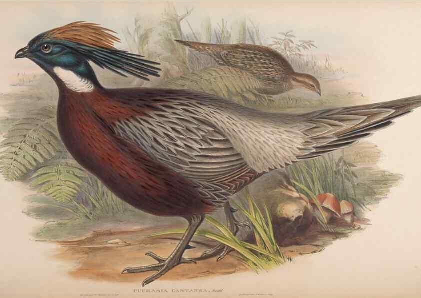 Reproducción/Reproduction 48630776116: Birds of Asia / by John Gould.. London :Printed by Taylor and Francis, pub. by the author,1850-1883.. 