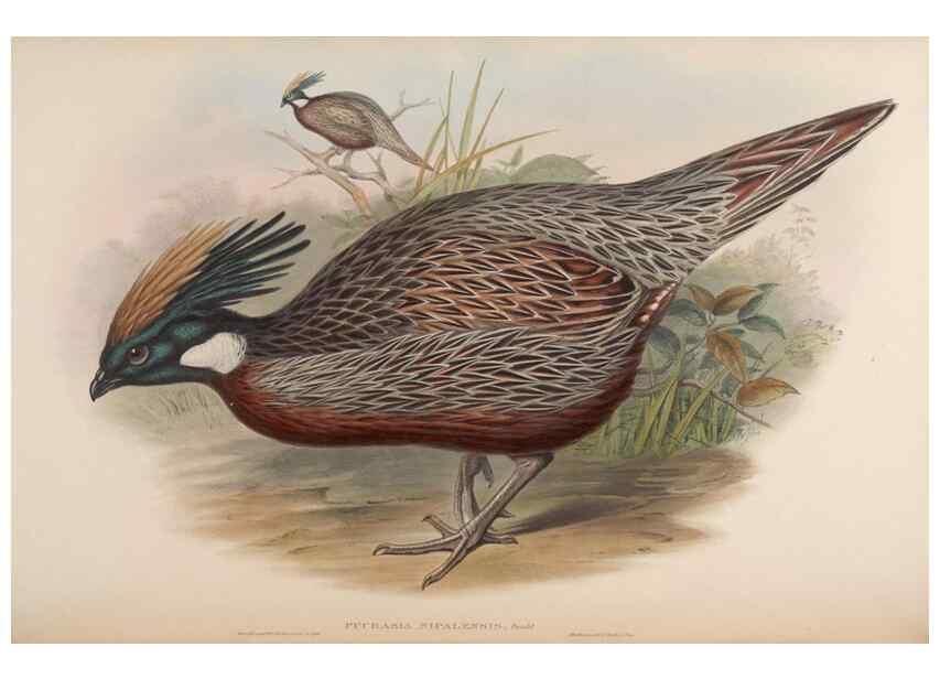 Reproducción/Reproduction 48630926632: Birds of Asia / by John Gould.. London :Printed by Taylor and Francis, pub. by the author,1850-1883.. 