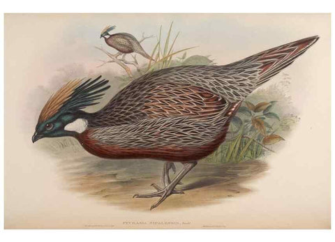 Reproducción/Reproduction 48630926632: Birds of Asia / by John Gould.. London :Printed by Taylor and Francis, pub. by the author,1850-1883.. 