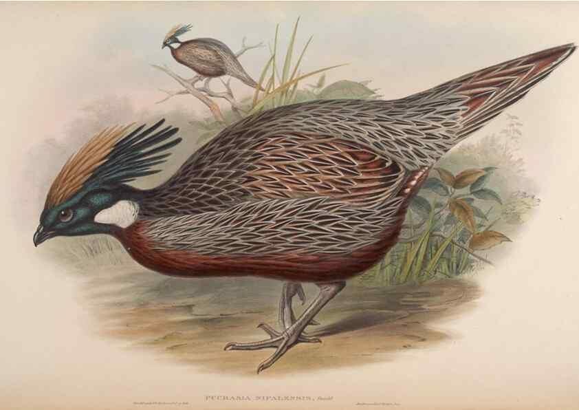 Reproducción/Reproduction 48630926632: Birds of Asia / by John Gould.. London :Printed by Taylor and Francis, pub. by the author,1850-1883.. 