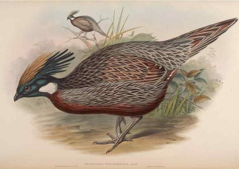 Reproducción/Reproduction 48630926632: Birds of Asia / by John Gould.. London :Printed by Taylor and Francis, pub. by the author,1850-1883.. 