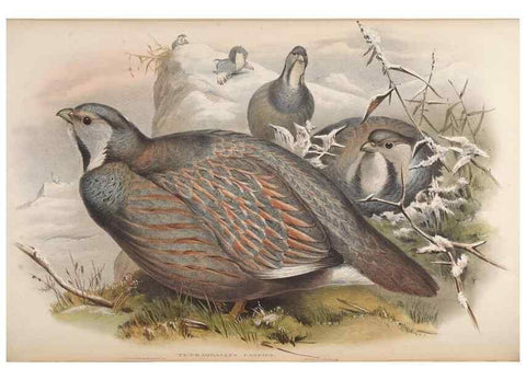 Reproducción/Reproduction 48630926987: Birds of Asia / by John Gould.. London :Printed by Taylor and Francis, pub. by the author,1850-1883.. 