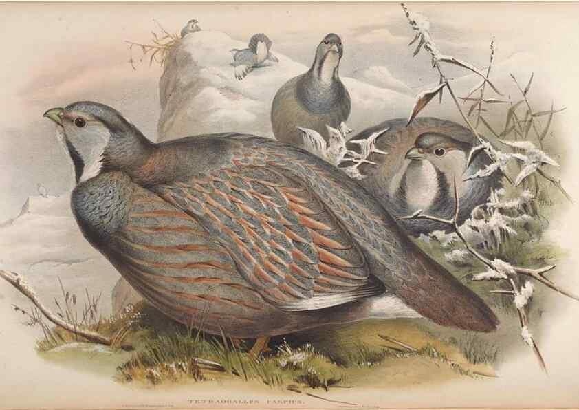 Reproducción/Reproduction 48630926987: Birds of Asia / by John Gould.. London :Printed by Taylor and Francis, pub. by the author,1850-1883.. 