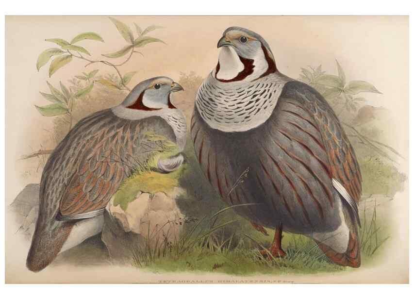 Reproducción/Reproduction 48630927422: Birds of Asia / by John Gould.. London :Printed by Taylor and Francis, pub. by the author,1850-1883.. 